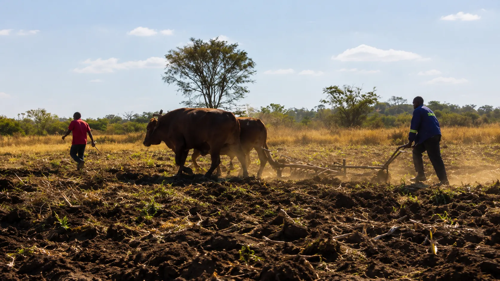 Farmers ploughing a field with a pair of oxen